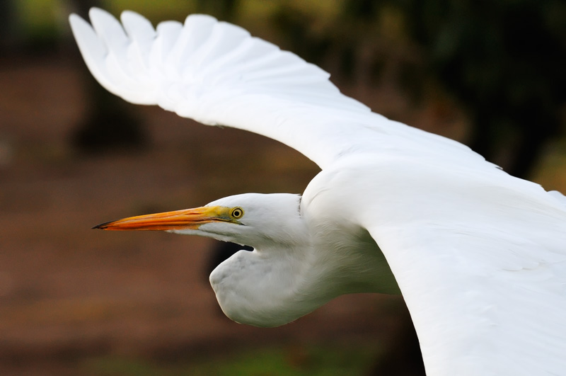 Goegeous Great Egret in flight with fall colors in the background