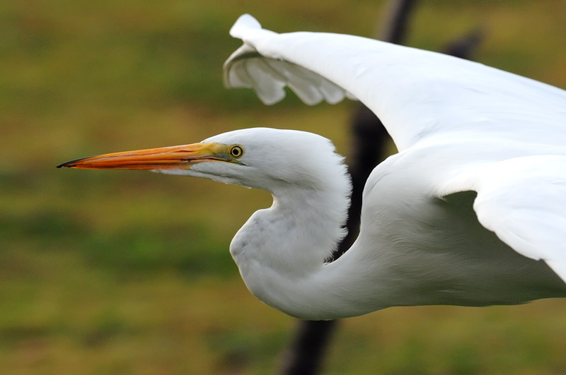 Great Egret in flight with spring colors in the background