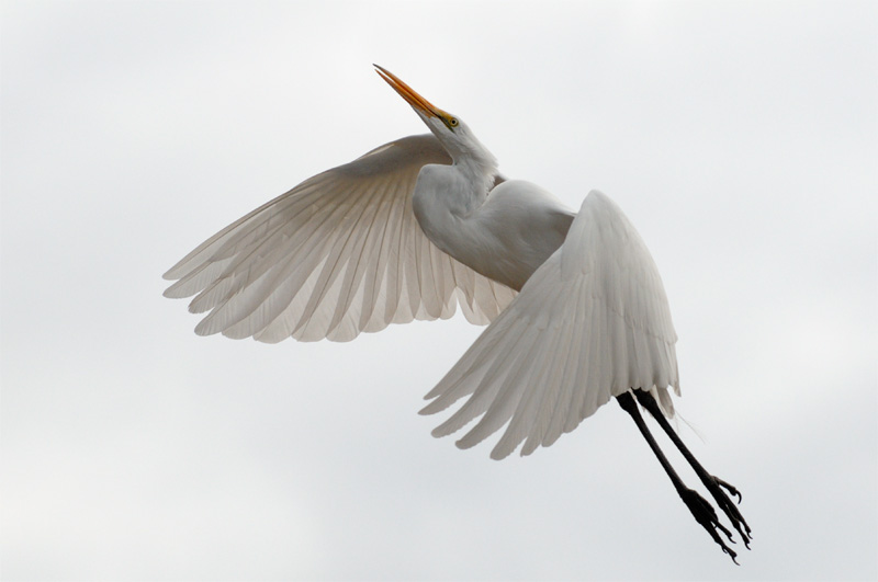 Elegant Egret soaring skywards