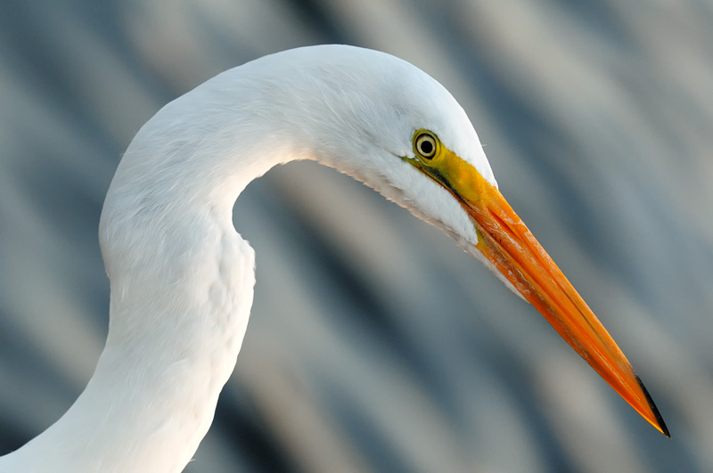 Late Afternoon Great Egret portrait