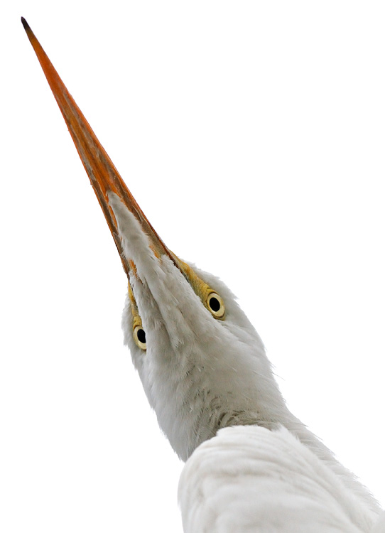 close up view of a Great Egret from underneath