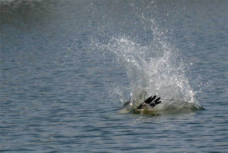 osprey hits the water and becomes submerged