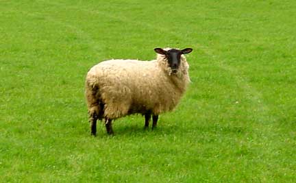 Black faced sheep