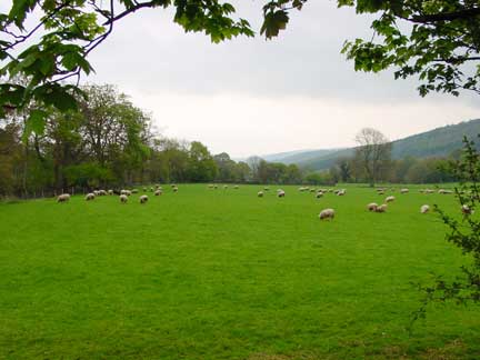 Lots of Sheep in North Wales