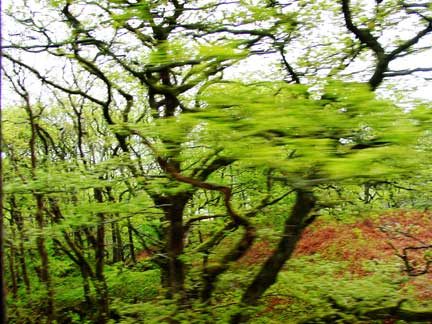 Going through a forest in the train