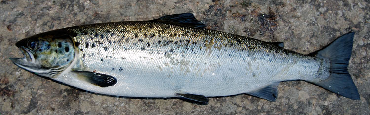 land locked salmon from Tupper Lake New York