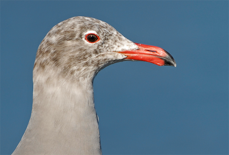 young colorful seagull