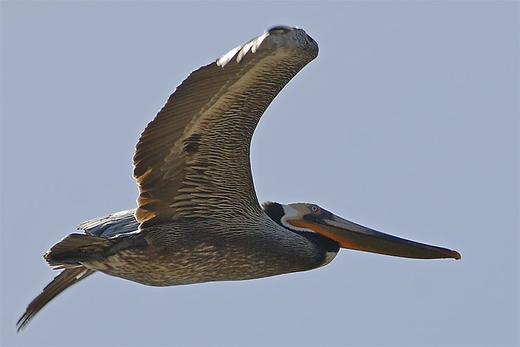 Pacific brown pelican in flight
