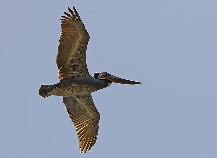 Brown pelican in flight
