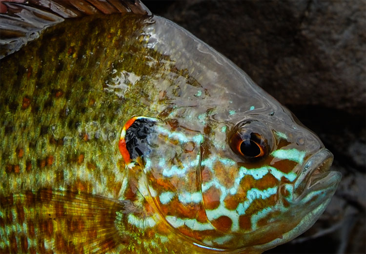 closeup shot of a pumpkinseed bluegill