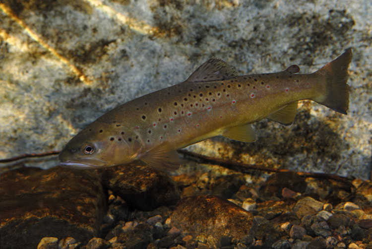 brown trout underwater