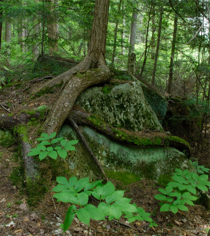 This tree growing ontop of a rock was cool