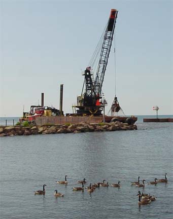 There were lots of Canada geese hanging out