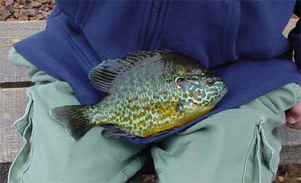Fishing for bluegills was really easy