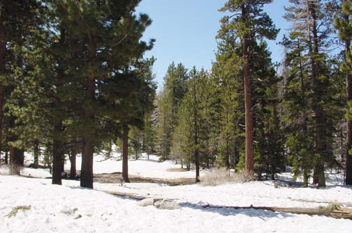 blue sky, trees and snow