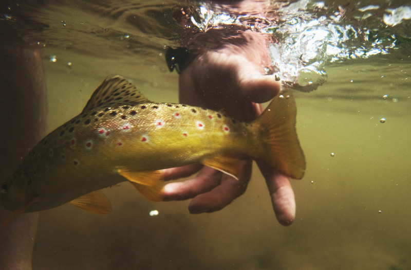 brown trout release photographed underwater