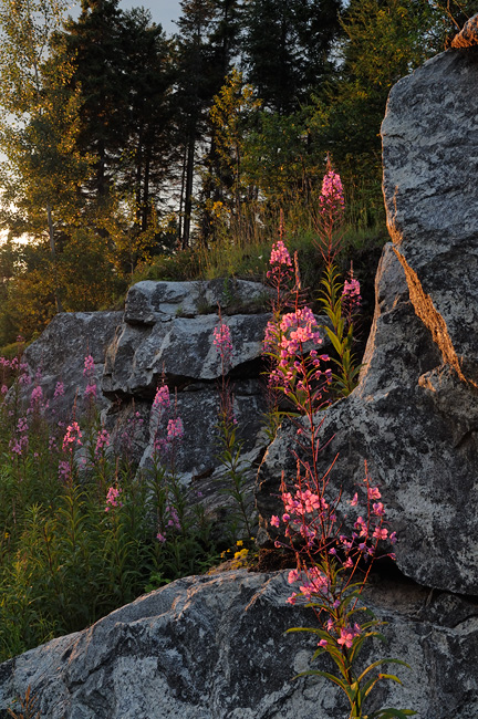 Purple Adirondack wildflowers at sunset