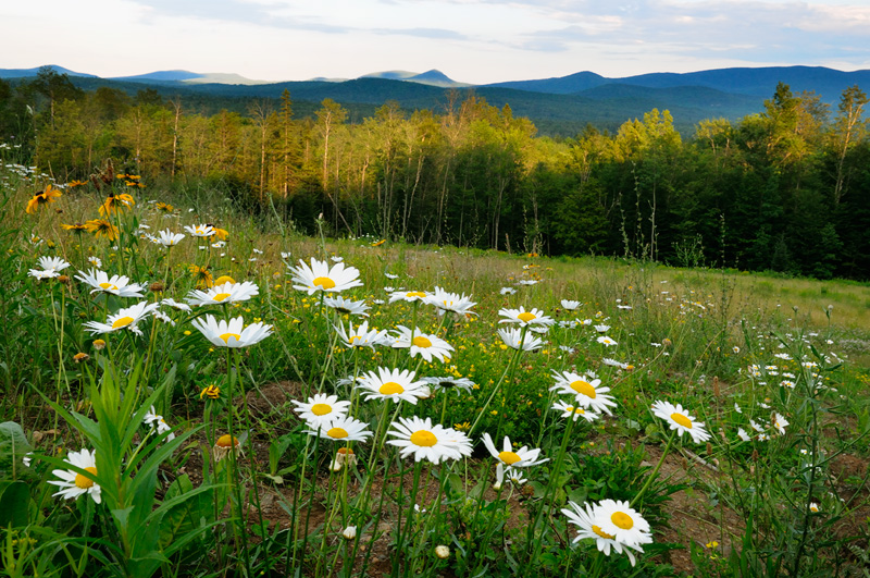 Assorted Adirondack wildflowers overlook a beautiful scene