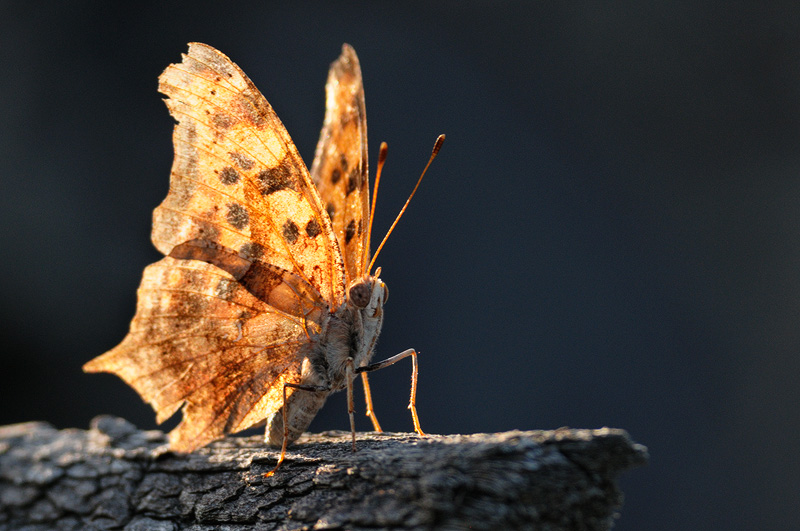 Backlit moth guarding its wood pile