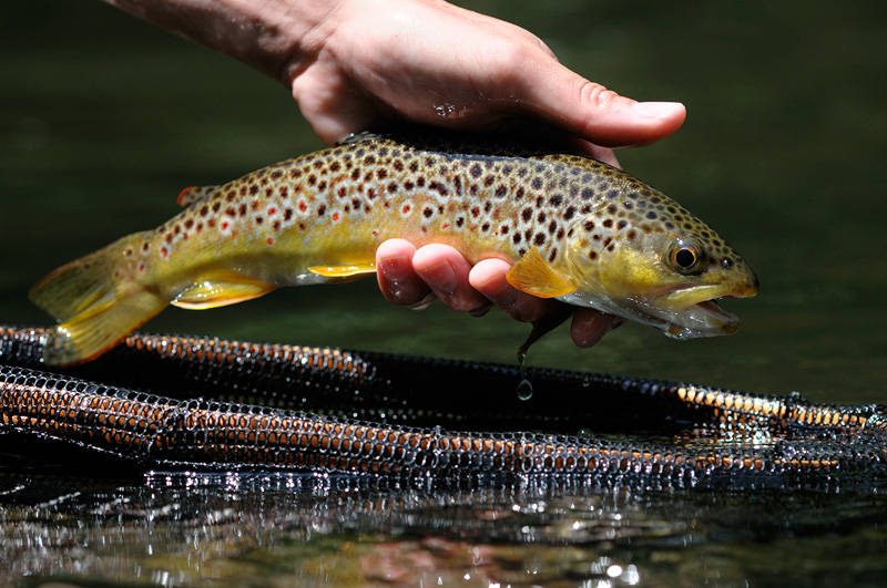 close up photograph of a beautiful wild brown trout glowing in sunlight