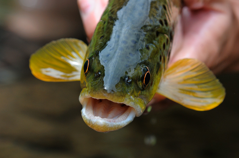 Beautiful little brown trout face macro close up photography
