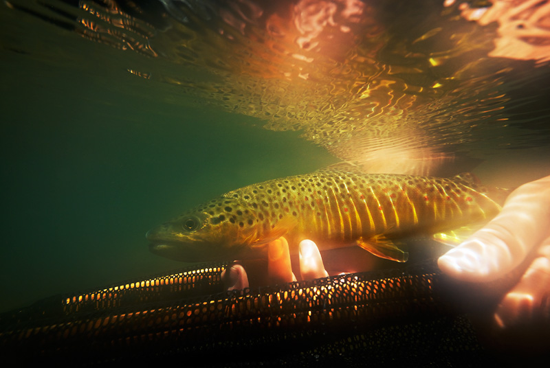 gorgeous brown trout photographed underwater in Oatka Creek NY