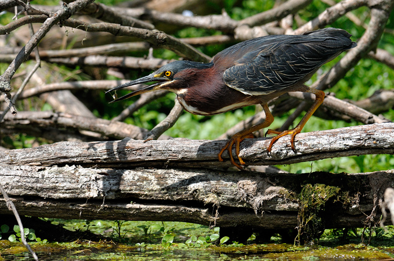 Green Heron with a small fish in its bill