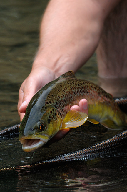 New York Brown Trout