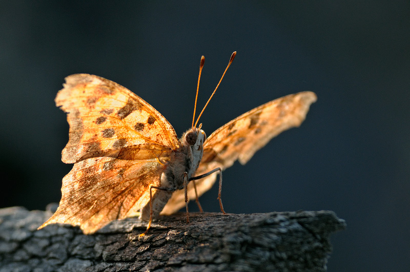 Wood Moth with backlit wings
