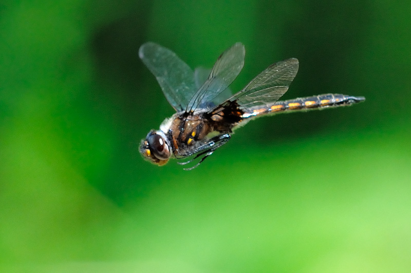 Dragonfly flying