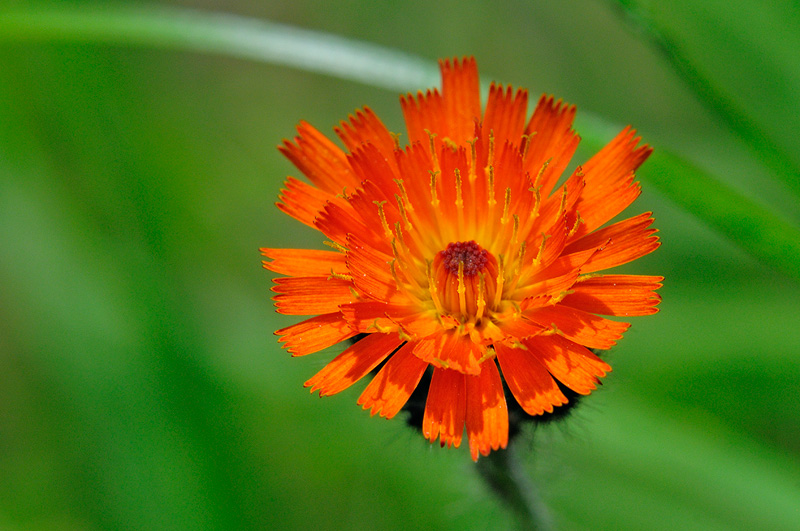 Orange Hieracium aurantiacum wildflower