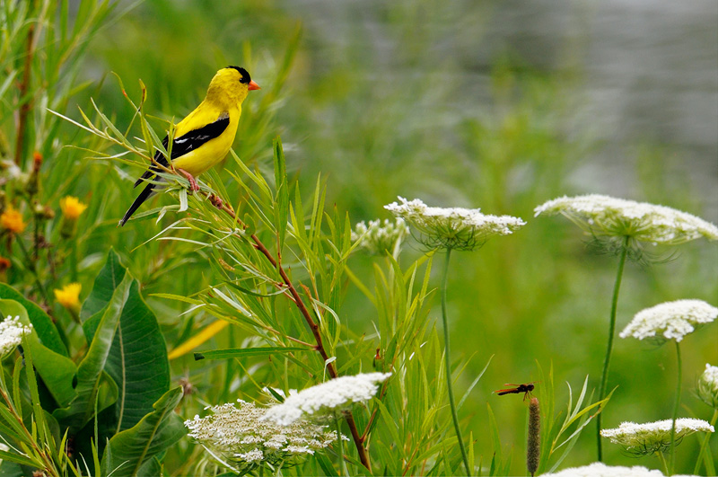beautiful goldfinch and dragonfly