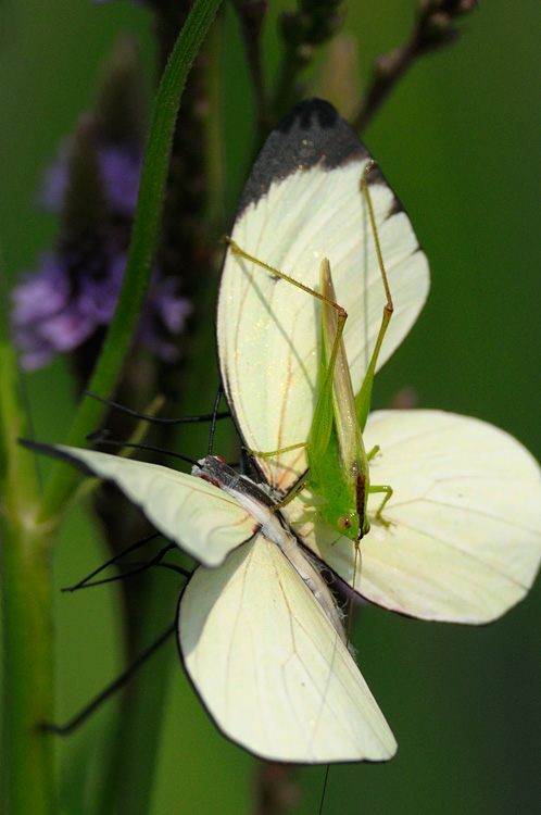 grasshopper on a butterfly replica