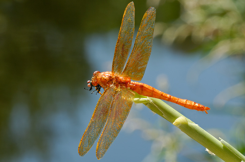 Hand tied realistic dragonfly holding a realistic fishing fly