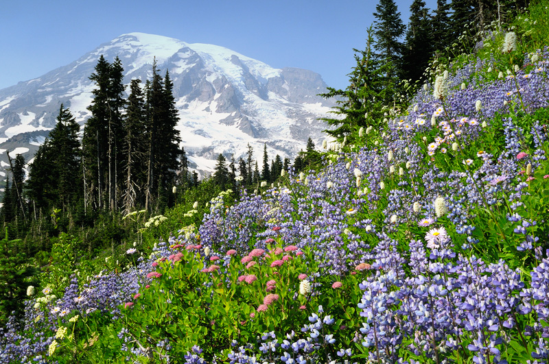 Mount Rainier summer wildflowers, lupine and indian paint brush