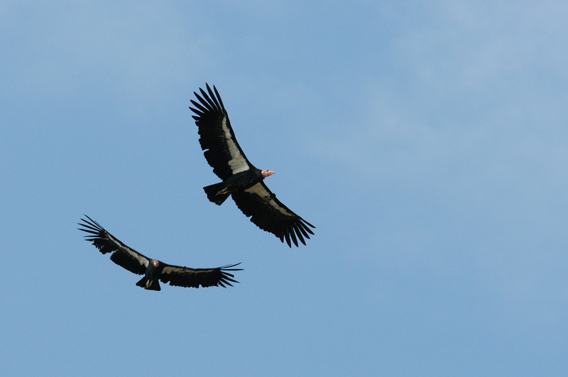 Pair of California Condors soaring over the Big Sur coastline
