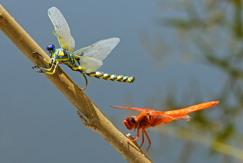 orange dragonfly on a twig with a realistic blue and yellow dragonfly