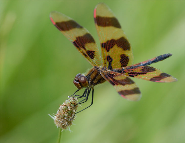 dragonfly posing