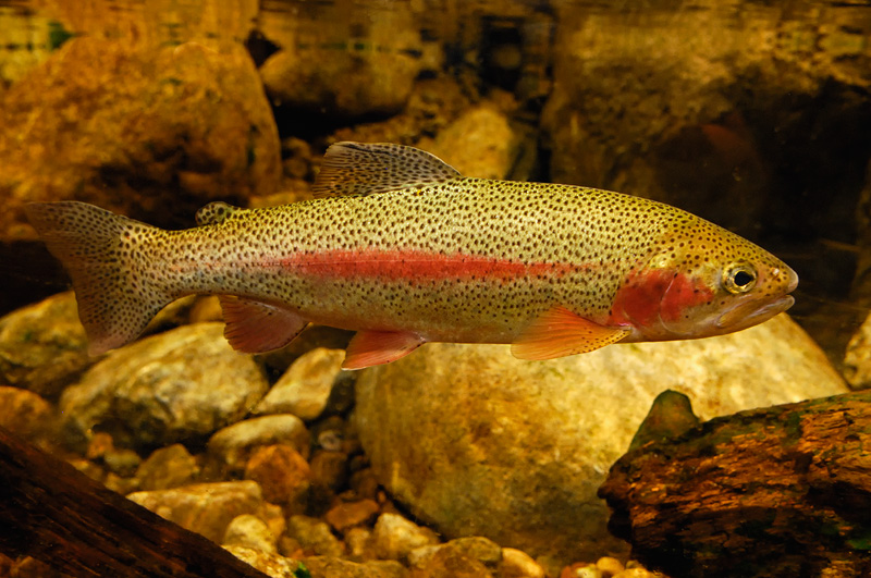 A pretty little rainbow trout, underwater photography
