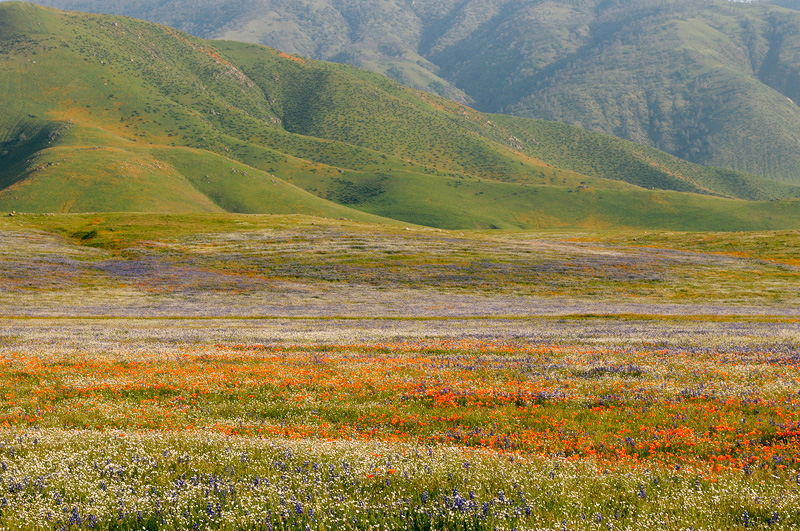 Field of flowers in full bloom near Arvin California
