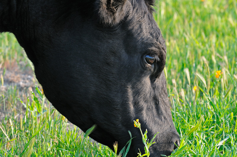 cow eating fresh grass and wildflowers