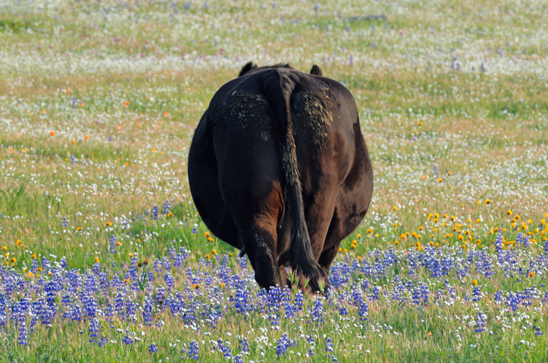 cows departing into a field of California wildflowers