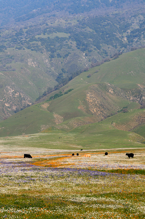 cows in a field of California spring wildflowers