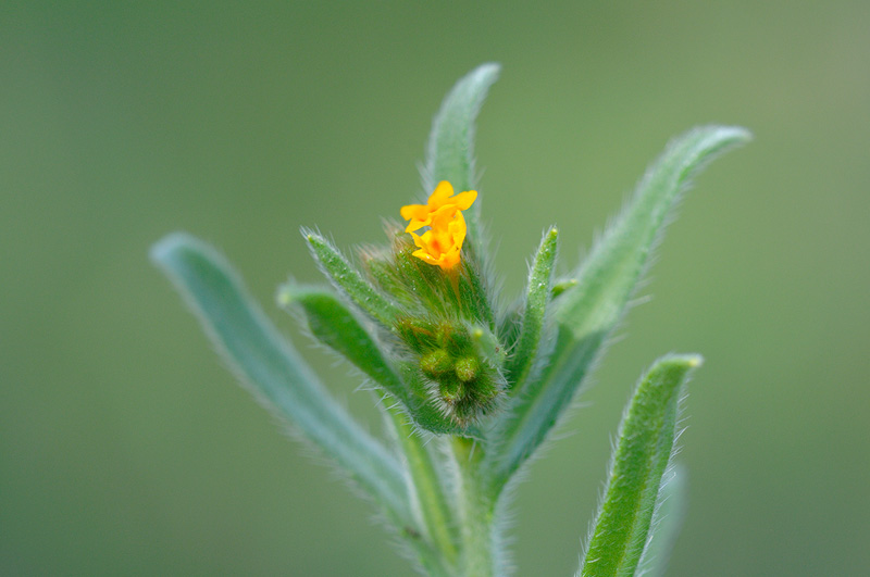 Fiddleneck flowers were just starting to blossom
