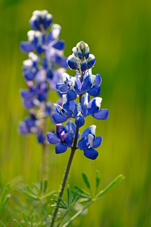 close up macro wildflower photography, lupines