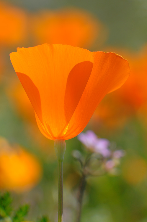 lovely spring poppies in bloom