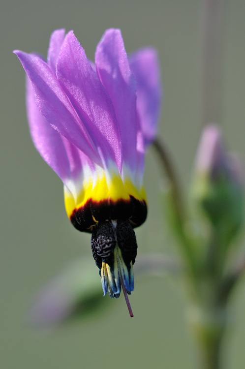 macro wildflower photography shootingstar blossom