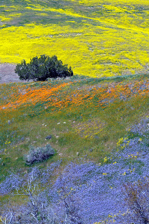 California Landscape painted with yellow orange and purple Wildflowers
