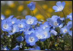 Baby Blue Eyes wildflowers