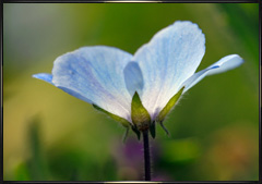 Baby Blue Eye wildflower close up photography